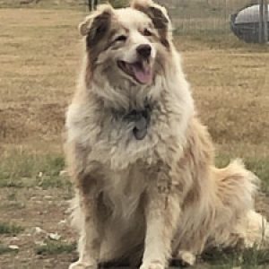 Profile photo of boomer72