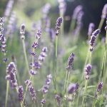 Profile photo of lsbs