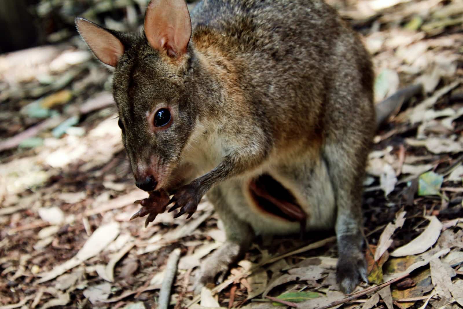 Australian Private Prosecutors